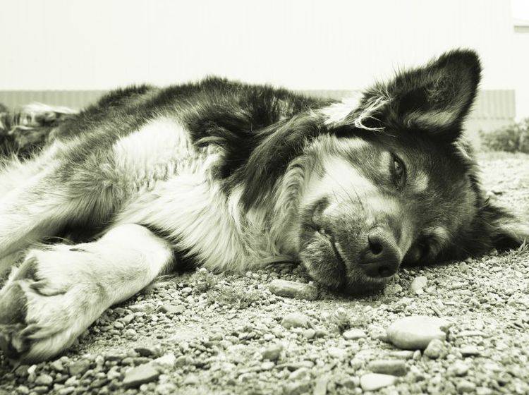 Hunde aus Rumänien brauchen unsere Hilfe — Bild: Shutterstock / Vega Gonzalez