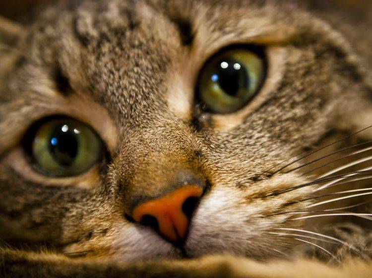 Katzenschnupfen sollte so schnell wie möglich vom Tierarzt behandelt werden — Bild: Shutterstock / A.Gainza