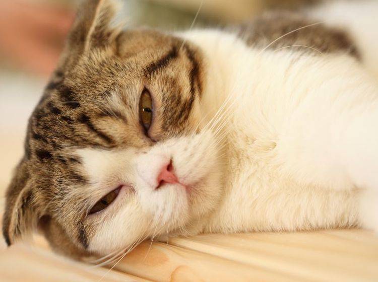 Bindehautentzündung bei Katzen ist sehr unangenehm für den kleinen Patienten — Bild: Shutterstock / Tawin Mukdharakosa