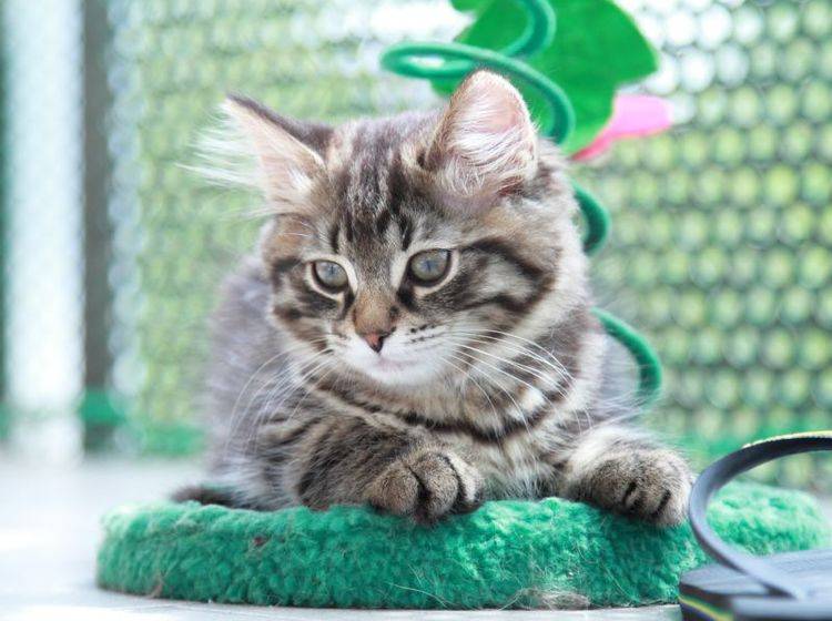 Katzen das Kratzen an Tapeten abzugewöhnen ist nicht einfach, aber lohnt sich — Bild: Shutterstock / Massimo Cattaneo