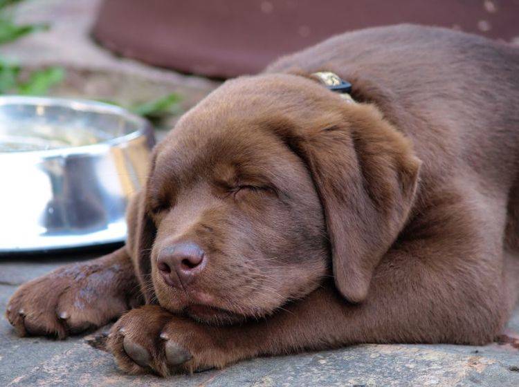 Staupe bei Hunden: Die Symptome sind für Jungtiere besonders gefährlich — Bild: Shutterstock / Zeljko Radojko