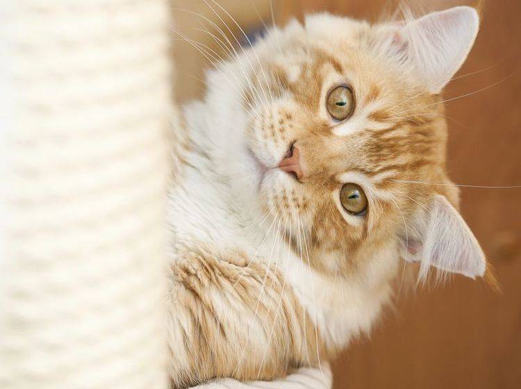 Ein toller Stubentiger: Die Maine-Coon-Katze wird auch als "sanfter Riese" bezeichnet — Bild: Shutterstock / Marten_House