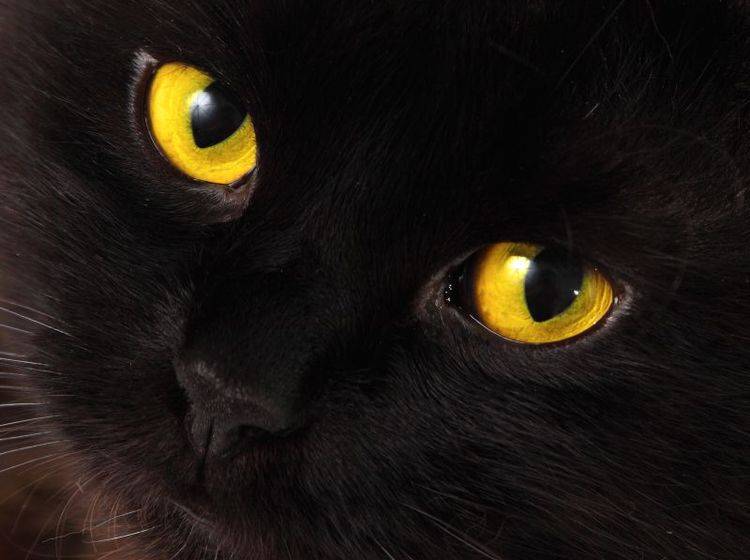 Schwarze Katze, leuchtend gelbe Augen: Bei Nacht und Nebel ganz schön unheimlich! — Bild: Shutterstock / velirina