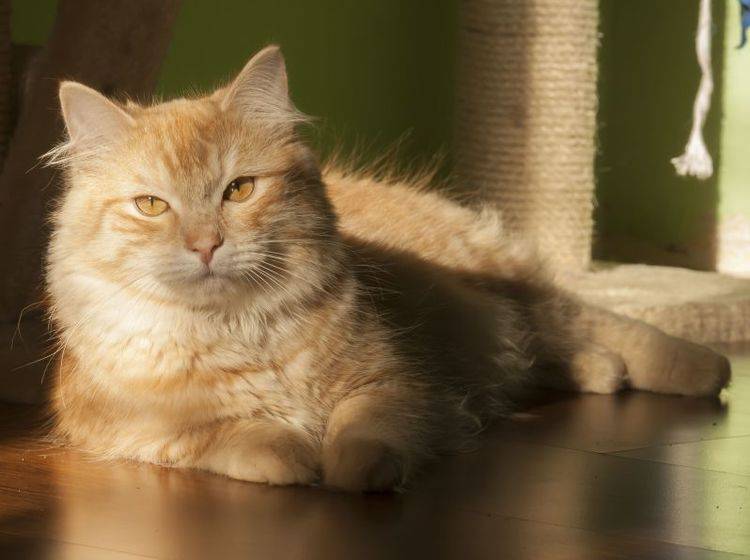 Das schöne Fell der Sibirischen Katze sollte einmal pro Woche gebürstet werden, um nicht zu verfilzen — Bild: Shutterstock / Massimo Cattaneo