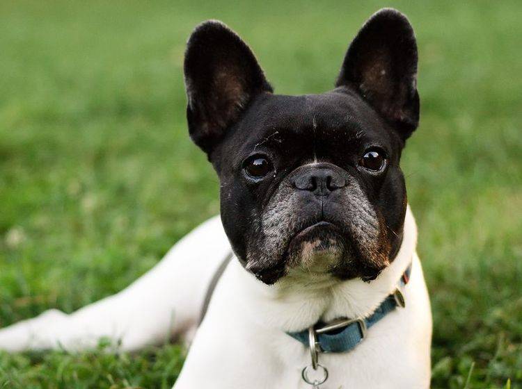 Wollen Sie eine französische Bulldogge kaufen, müssen Sie verschiedene Punkte beachten. – Bild: Shutterstock / Csehak Szabolcs