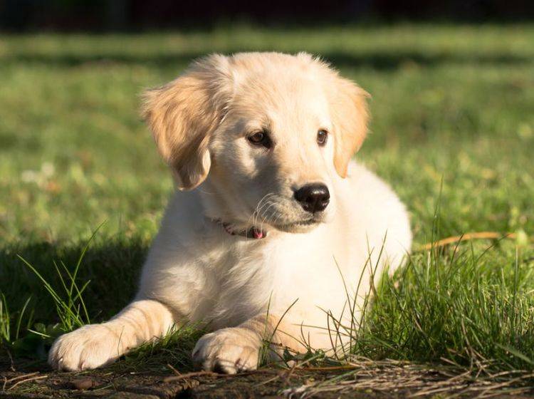Auch dieser süße Golden Retriever Welpe wird einmal ein großer starker Hund wie seine Kollegen. – Bild: Shutterstock / Cody M Ward