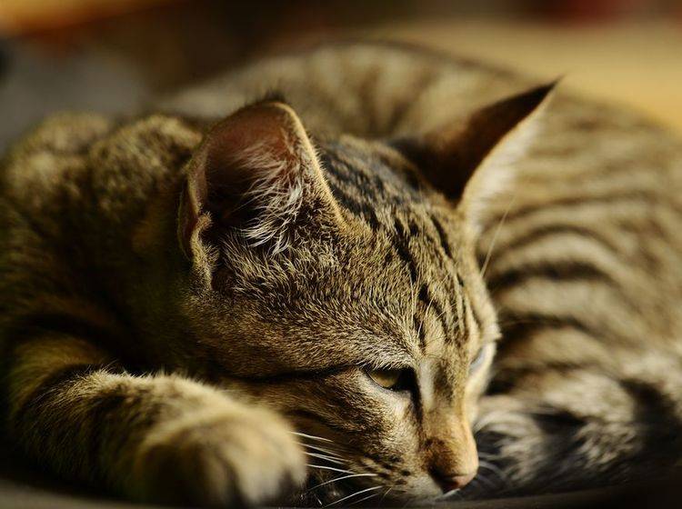 Akuten Durchfall bei Katzen können Sie oft mit Wasser, Ruhe und Schonkost lindern – Bild: Shutterstock / Vinogradov Illya