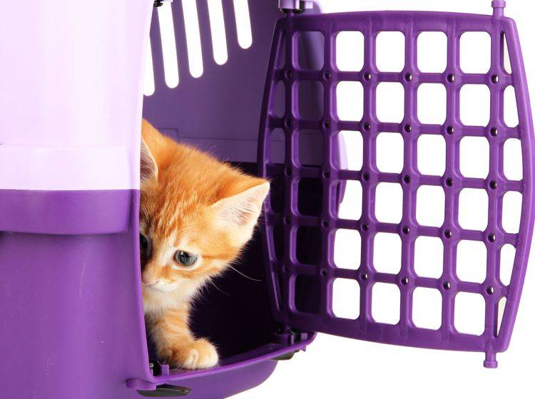 Die Angst vor der Katzentransportbox zu nehmen ist gar kein so leichtes Unterfangen – Bild: Shutterstock / Africa Studio's