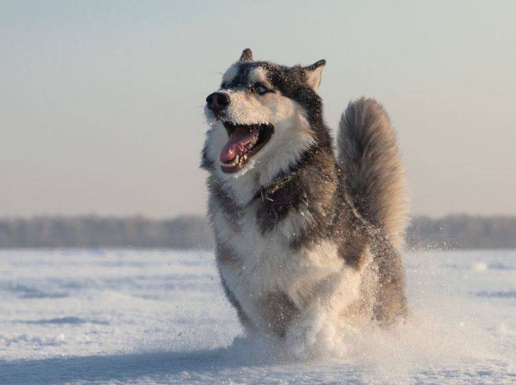 Was dieser Husky am liebsten mag? Na klar, toben im Schnee! – Bild: Shutterstock / aleksandr hunta