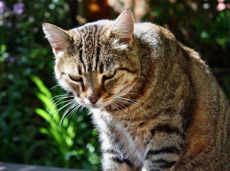 Wenn Katzen erbrechen hilft oft Schonkost und viel Wasser — Bild: Shutterstock / Adam J