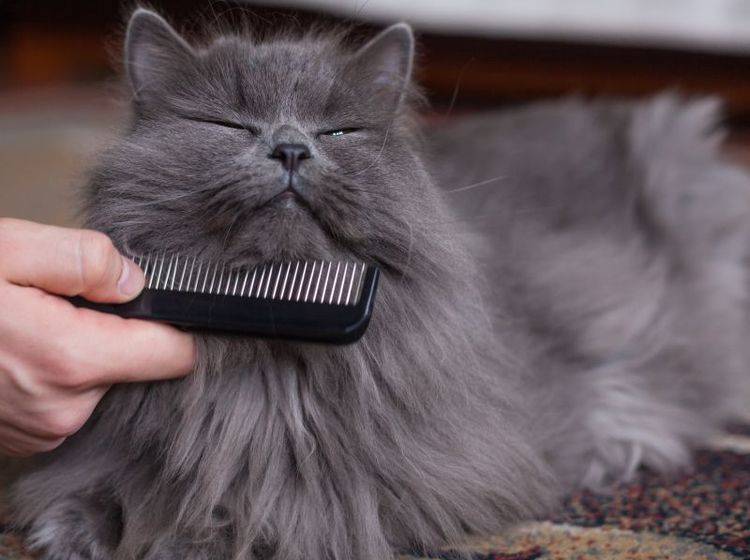Haarballen bei Katzen vorbeugen: Regelmäßiges Bürsten hilft — Bild: Shutterstock / Jakub Zak