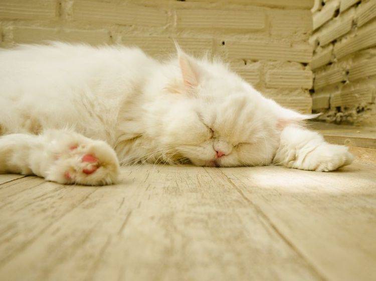 Behandlung von Katzen mit Rolling Skin Syndrom: Stress ist Gift! — Bild: Shutterstock / icyyoke