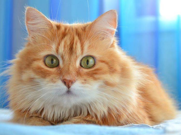 Wie süß: Adventskalender gibt's auch für Katzen! — Bild: Shutterstock / Sonet