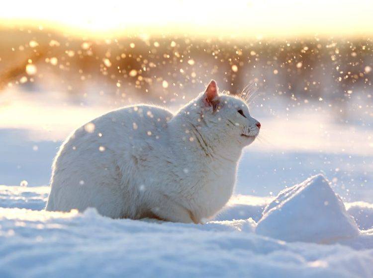 Im Schnee liegen und die Sonne genießen, das ist schön! – Bild: Shutterstock / DragoNika