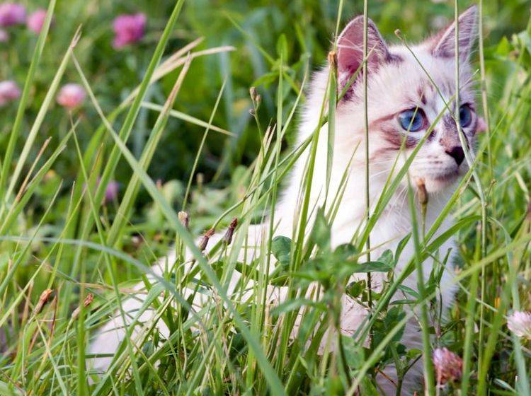 Freigänger-Katzen werden vor allem im Frühling rollig – Bild: Shutterstock / Ivan1981Roo