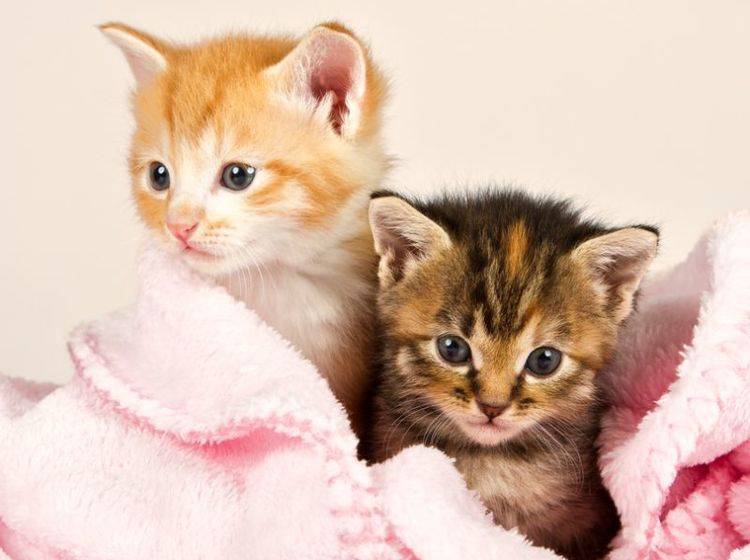 Diese beiden Katzenbabys kuscheln sich am liebsten zusammen in ihre rosa Lieblingsdecke – Bild: Shutterstock / Alta Oosthuizen