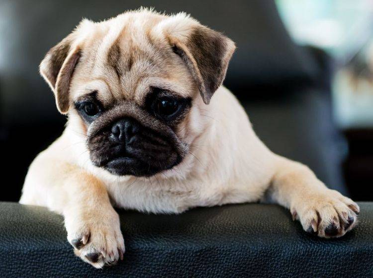 Beliebt und pflegeleicht: Der Mops als Familienhund — Bild: Shutterstock / Sanchai Suksantidilog