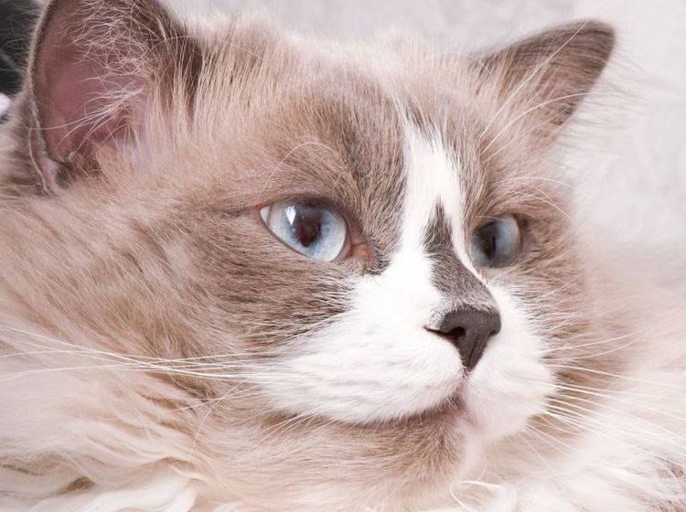 Die Ragdoll Katze: Eine sanftmütige Schönheit — Bild: Shutterstock / Timolina