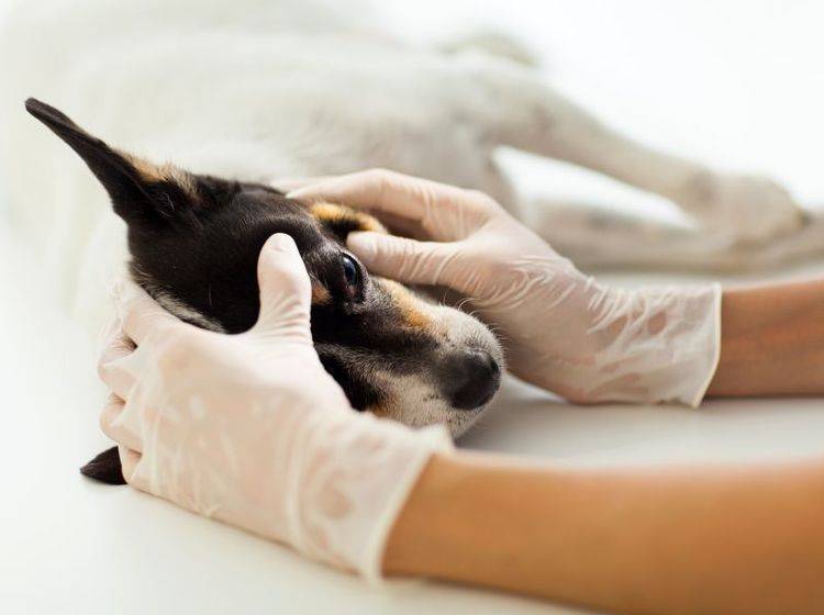 Die Behandlung des Hund mit Bindehautentzündung übernimmt der Tierarzt — Bild: Shutterstock / michaeljung