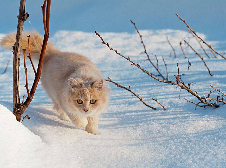 Nicht alle Freigänger trotzdem im Winter gerne Eis und Schnee – Bild: Shutterstock / Toluk