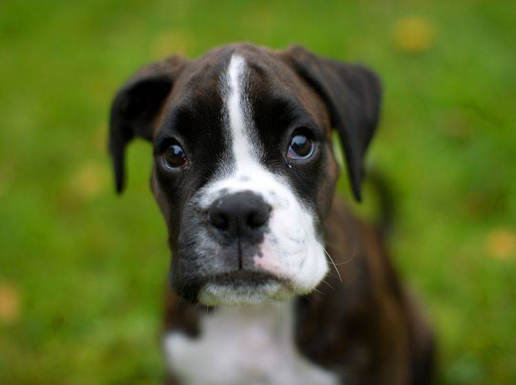 Deutsche Boxer beherrschen den Hundeblick in Perfektion – Bild: Shutterstock / Rasmus Holmboe Dahl