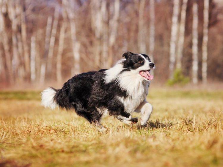 Der Border Collie hat viele gute Eigenschaften, aber ist kein Hund für jedermann – Bild: Shutterstock / Anna Tyurina
