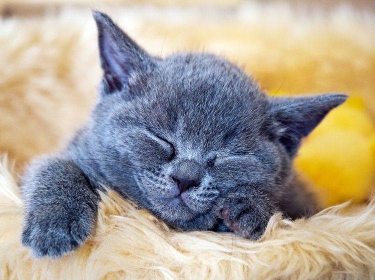 HCM bei Katzen: Bestimmte Rassen sind besonders anfällig – Bild: Shutterstock / Bildagentur Zoonar GmbH