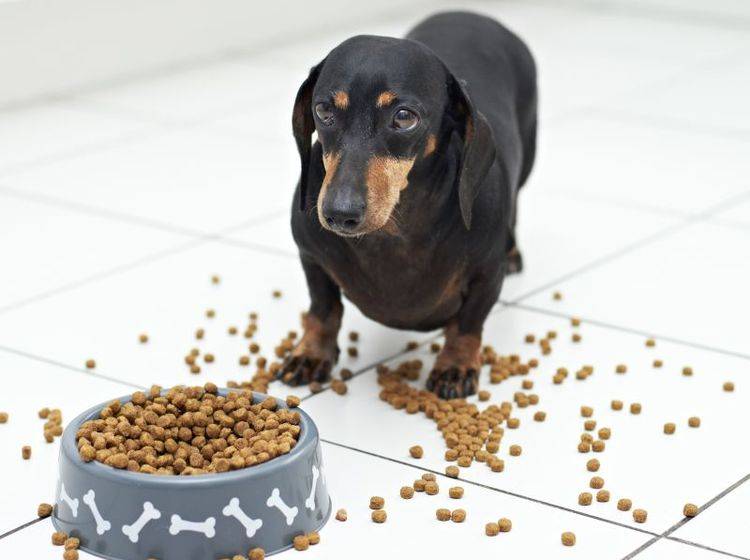 Appetitlosigkeit bei Hunden: Manchmal liegt es nur am falschen Futter! – Bild: Shutterstock / dogboxstudio
