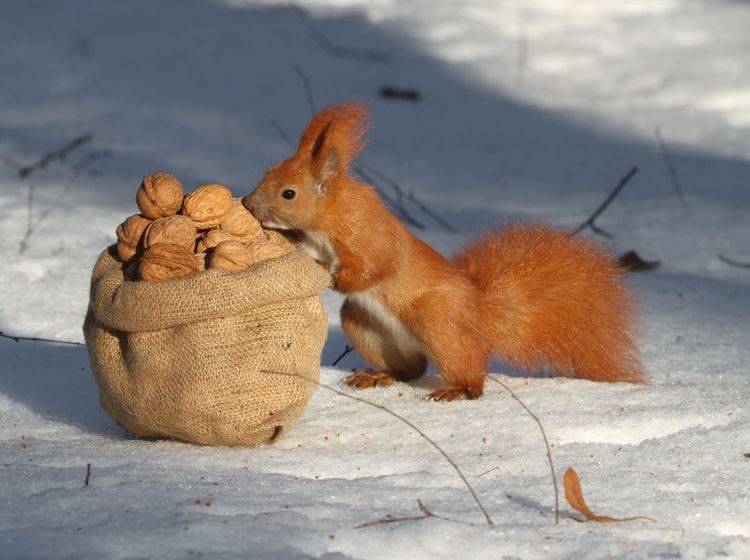 So kennen und lieben wir Eichhörnchen: Beim Nüsse sammeln und futtern – Bild: Shutterstock / FomaA