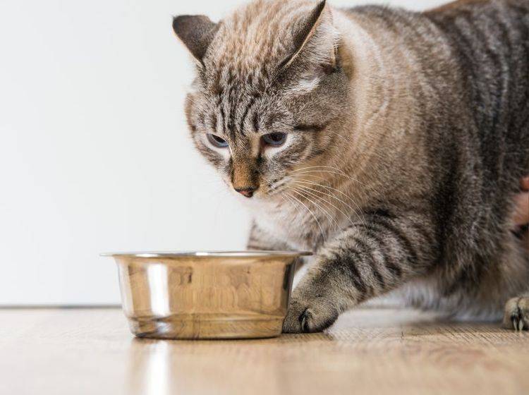 Die Ursachen für Appetitlosigkeit bei Katzen sollten vom Tierarzt abgeklärt werden – Bild: Shutterstock / Hasloo Group Production Studio