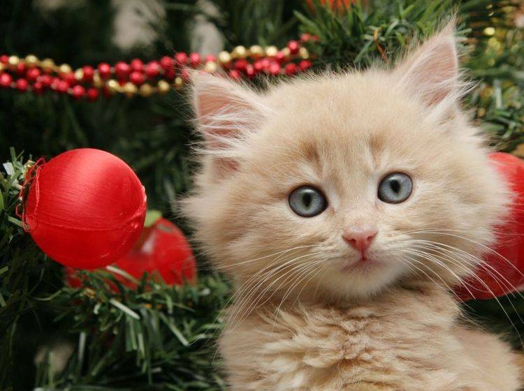 Schöne Weihnachtsgeschenke für Katzen – Bild: Shutterstock / Sue McDonald