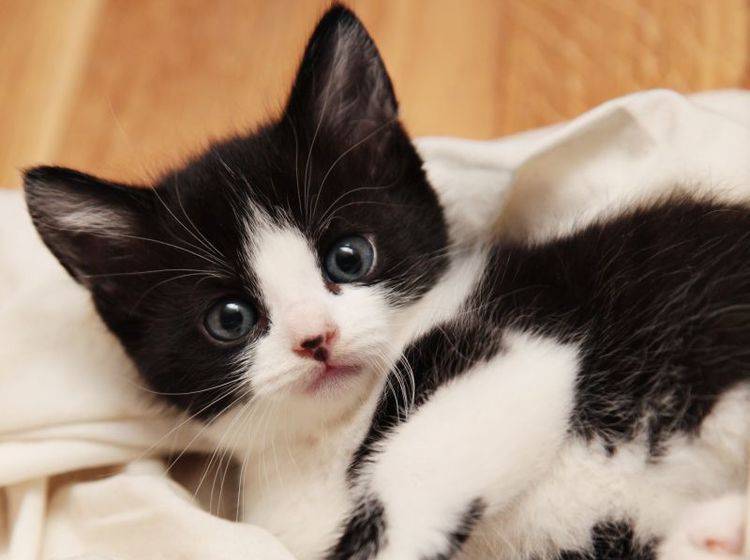 Wie süß: Kuschelzeit mit einem Kuhmuster-Katzenbaby – Bild: Shutterstock / Foonia
