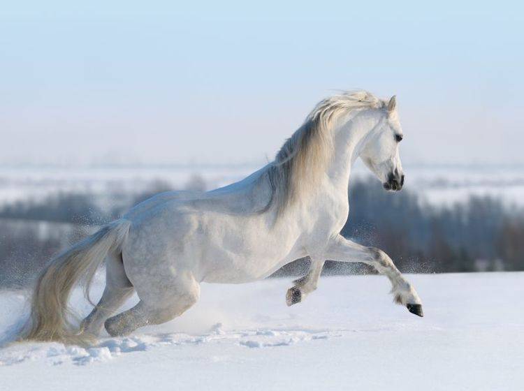 Für Pferde ist so eine frische Schneedecke im Winter wunderbar, um sich auszutoben – Bild: Shutterstock / Abramova Kseniya
