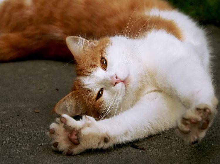 Das sieht gemütlich aus! Eine rote Katze streckt sich nach Herzenslust – Bild: Shutterstock / Nataliya_Ostapenko