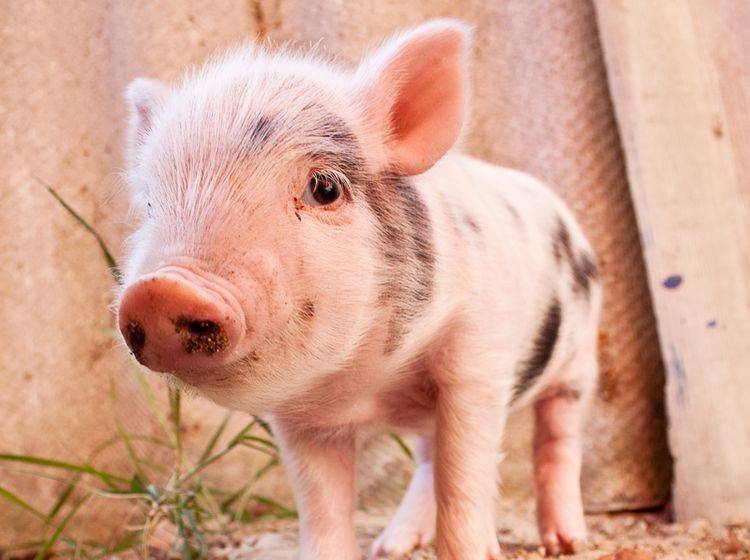"Guten Rutsch und ein ferkeliges neues Jahr!", wünscht dieses Schweinchen – Bild: Shutterstock / S-F