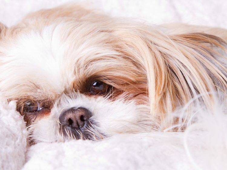 Wenn der Hund hustet braucht er Ruhe – Bild: Shutterstock / Jenn Huls