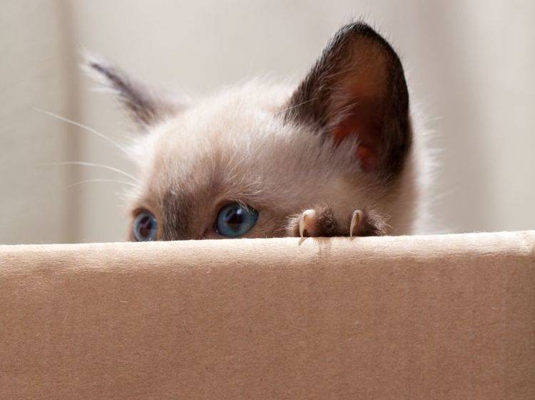 Kratzvergnügen für Katzen mit Spielzeug aus Pappe – Bild: Shutterstock / TranceDrumer