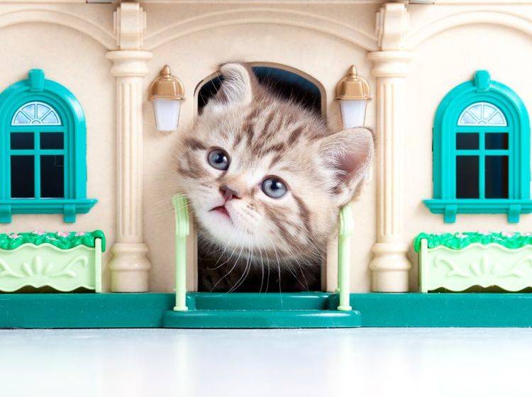 Zum Kuscheln und Verstecken: Das Katzenhaus – Bild: Shutterstock / Oksana Kuzmina