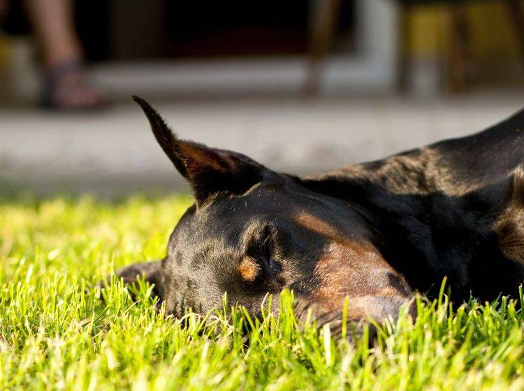 Ist ein Hund ständig müde, kann eine Schilddrüsenunterfunktion dafür verantwortlich sein – Bild: Shutterstock / Bartek Lichocki