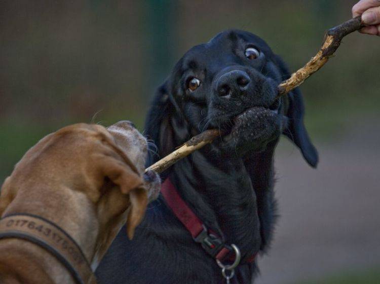 Eifersucht bei Hunden ist meist ein Fall von ungeklärter Rangordnung – Bild: Shutterstock / macgyverhh