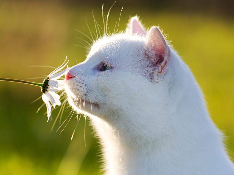 Katzen mögen Pflanzen - doch Vorsicht bei giftigen Gewächsen - Bild: Shutterstock / DragoNika