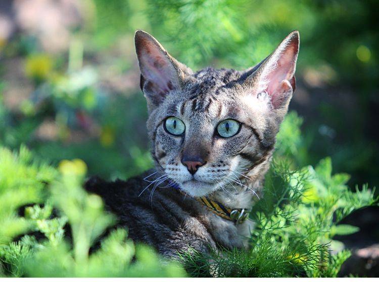 Pflanzen sind meist harmlos – doch einige können für Katzen auch gefährlich werden - Bilder: Shutterstock / DragoNika