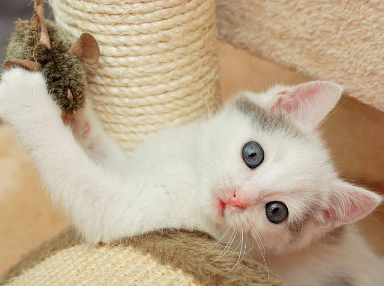Spaß mit dem Kratzbaum: Für Katzen ein Muss! - Bild: Shutterstock / Nadinelle