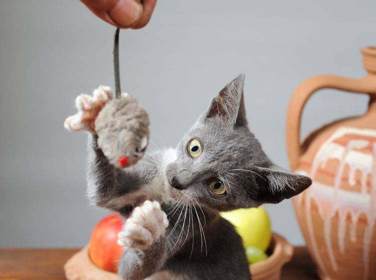 Egal ob klein oder groß - Beutefang-Spiele lieben alle Katzen - Bilder: Shutterstock / dragi52