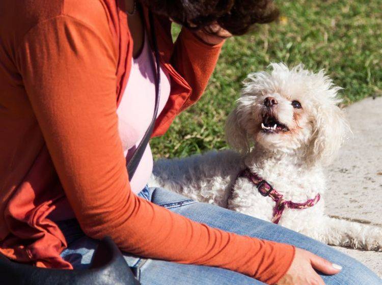 Der Pudel ist beliebt bei Menschen mit einer Allergie gegen Hunde – Bild: Shutterstock / Christian Mueller