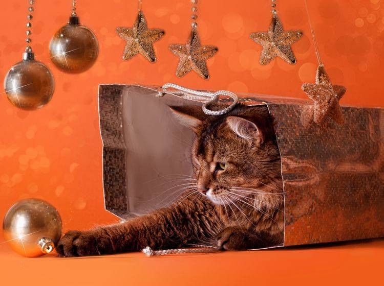 Für die Somali-Katze ist die Weihnachtsgeschenkverpackung das Schönste - Bild: Shutterstock / Julia Shepeleva