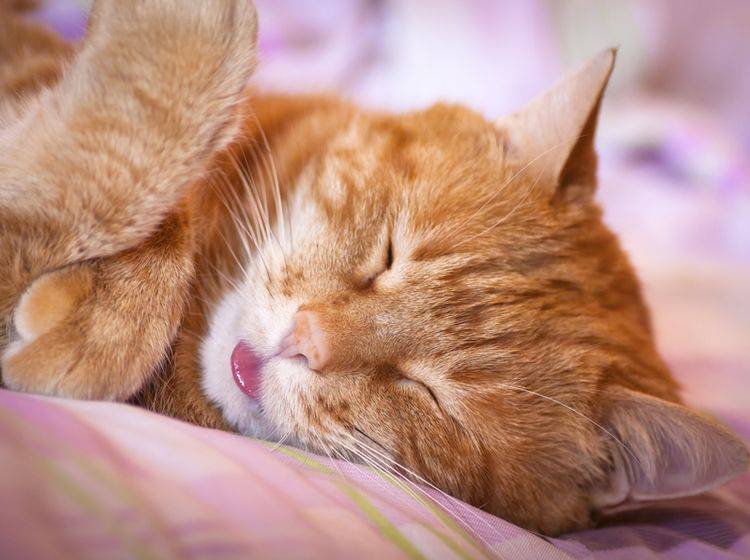 Katzen im Schlafzimmer sind für Allergiker ein Riesenproblem - Bild: Shutterstock / Vladimir Arndt