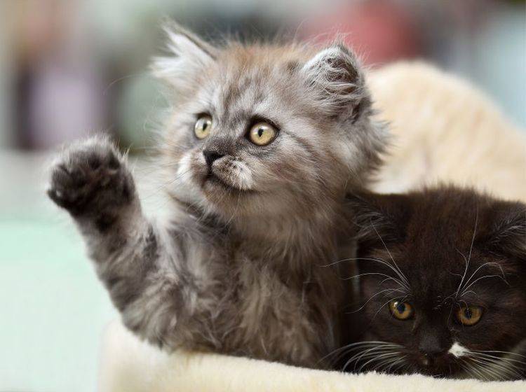 Eifersucht bei Katzen vorbeugen: Spielen wirkt oft Wunder – Bild: Shutterstock / fotata