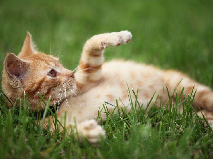 Kätzchen spielt im Gras – Bild: Shutterstock / Magdalena Kucova