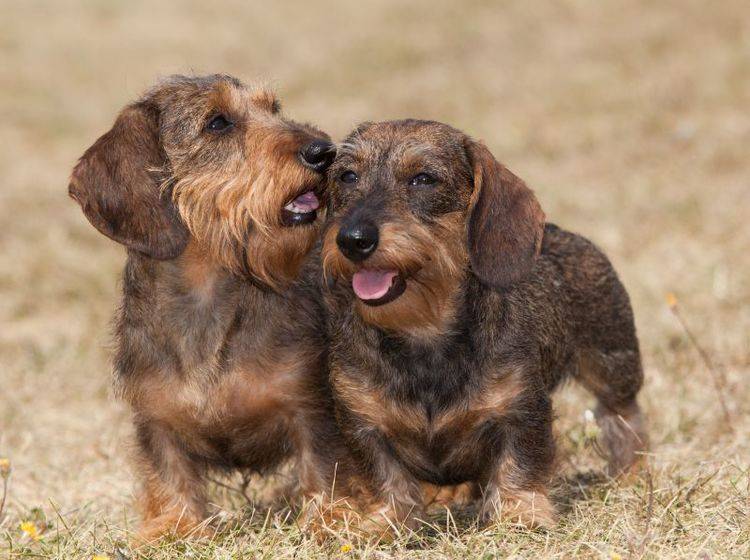 Zwei Hunde von der selben Rasse passen meistens gut zusammen – Bild: Shutterstock / VKarlov